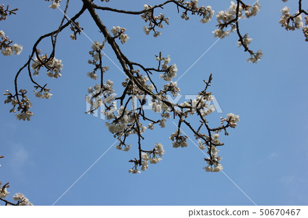 Yamazakura *** Sakura Sakura SAKURA *** Yamazakura *** Sakura Sakura SAKURA *** 50670467
