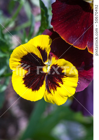 Yellow vinous pansy flowers (Viola tricolor) Yellow vinous pansy flowers (Viola tricolor) 50670492
