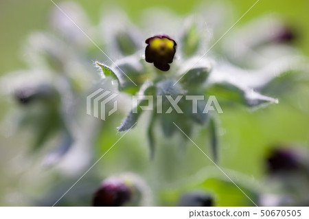 Purple nonea (monkswort) flowers Purple nonea (monkswort) flowers 50670505