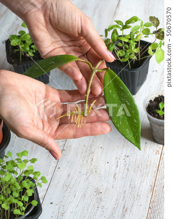 A rooted cutting ready for planting. A rooted cutting ready for planting. 50670570