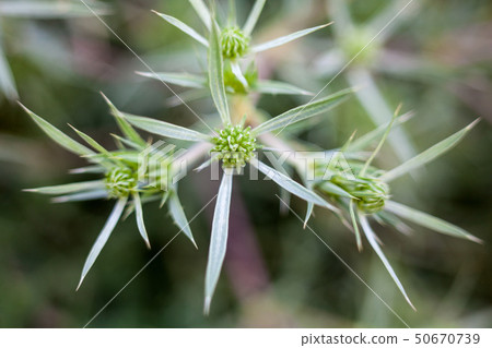 Field eryngo (Eryngium campestre) Field eryngo (Eryngium campestre) 50670739