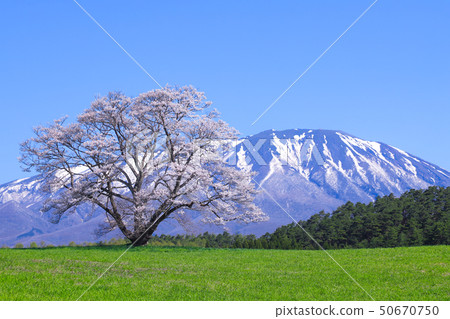 Koiwai farm one cherry tree Koiwai farm one cherry tree 50670750