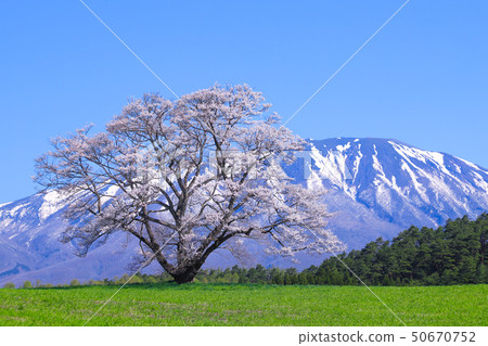 Koiwai農場一棵櫻桃樹 50670752
