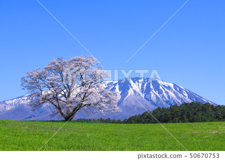 Koiwai農場一棵櫻桃樹 Koiwai農場一棵櫻桃樹 50670753