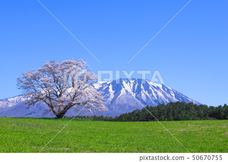 Koiwai farm one cherry tree 50670755