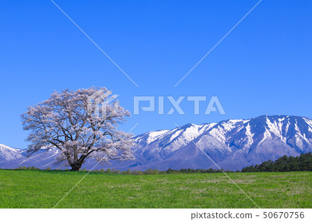 Koiwai farm one cherry tree Koiwai farm one cherry tree 50670756