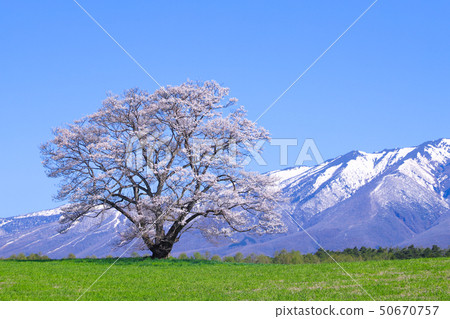 Koiwai farm one cherry tree 50670757