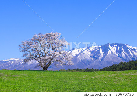 Koiwai farm one cherry tree Koiwai farm one cherry tree 50670759