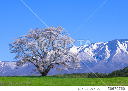 Koiwai farm one cherry tree Koiwai farm one cherry tree 50670760