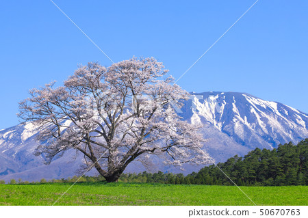 Koiwai farm one cherry tree 50670763