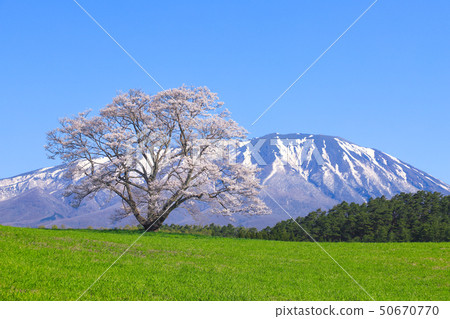 Koiwai farm one cherry tree 50670770