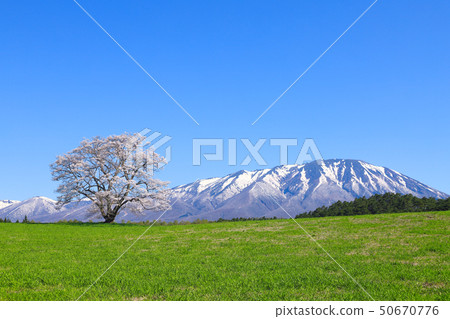 Koiwai農場一棵櫻桃樹 50670776