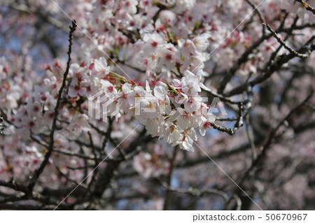 Sakura *** Sakura Sakura SAKURA *** Sakura *** Sakura Sakura SAKURA *** 50670967