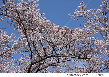 Sakura *** Sakura Sakura SAKURA *** Sakura *** Sakura Sakura SAKURA *** 50670968