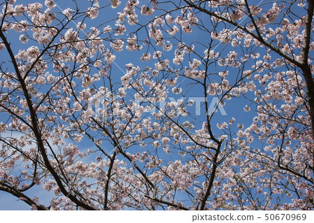 Sakura *** Sakura Sakura SAKURA *** Sakura *** Sakura Sakura SAKURA *** 50670969