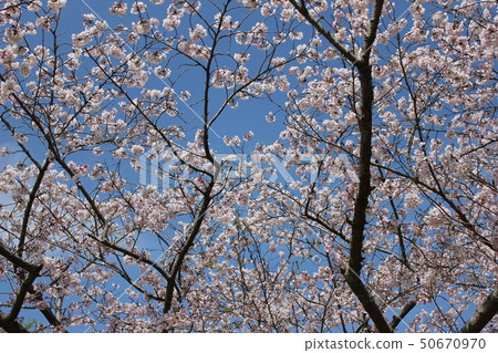 Sakura *** Sakura Sakura SAKURA *** Sakura *** Sakura Sakura SAKURA *** 50670970