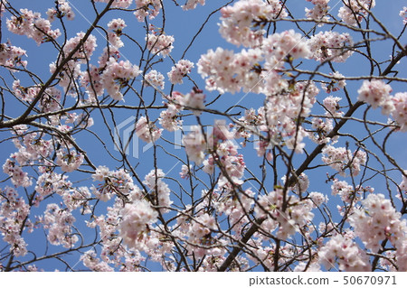Sakura *** Sakura Sakura SAKURA *** Sakura *** Sakura Sakura SAKURA *** 50670971