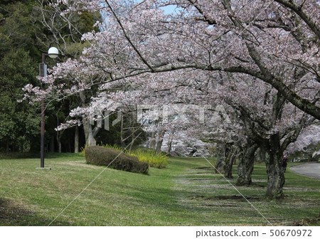 Sakura *** Sakura Sakura SAKURA *** Sakura *** Sakura Sakura SAKURA *** 50670972