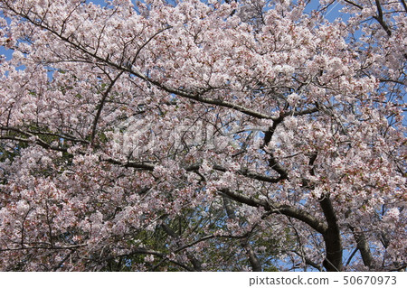 Sakura *** Sakura Sakura SAKURA *** Sakura *** Sakura Sakura SAKURA *** 50670973