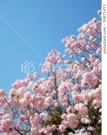 盛開的雙櫻花 50671453