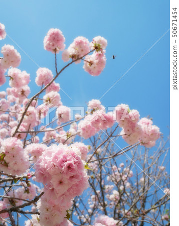 Double-Spring Cherry Blossoms and Bees in Full Bloom 50671454