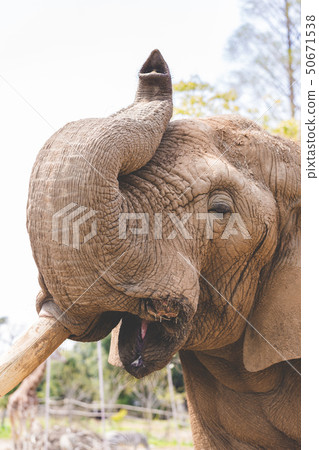African elephant 50671538