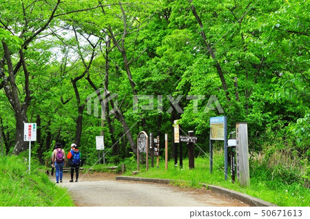 Hadano City Koboyama Park Hiking Course Fresh Green and Hiker 50671613