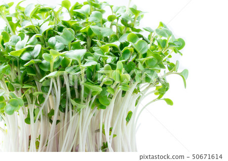 西蘭花芽 西蘭花芽 50671614