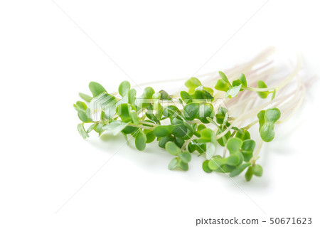 西蘭花芽 50671623