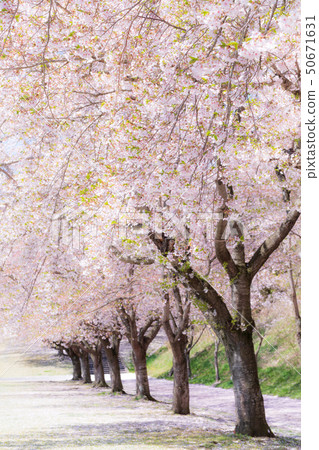 Row of cherry trees Row of cherry trees 50671631