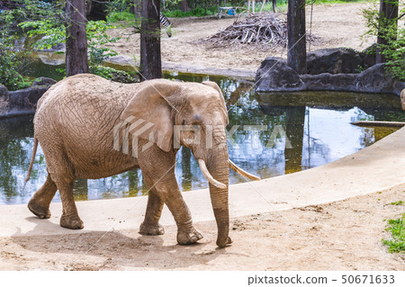 African elephant 50671633