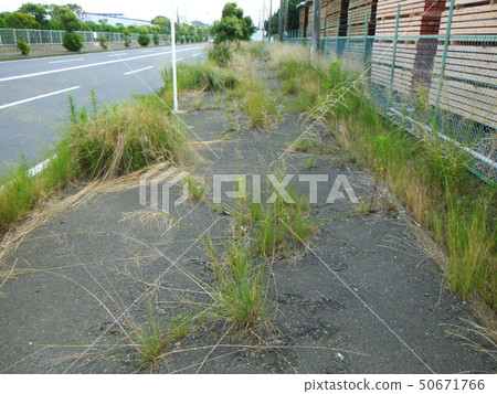 Sidewalk overgrown with weeds 50671766