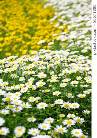 Flower garden Flower garden 50671880