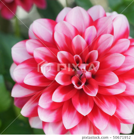 Close-up of a dahlia flower ①-1 Close-up of a dahlia flower ①-1 50671952