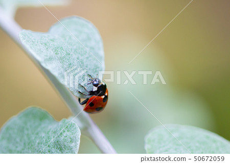Silver leaf and ladybird Silver leaf and ladybird 50672059
