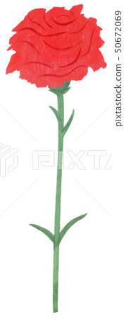 One hand drawn illustration carnation 50672069