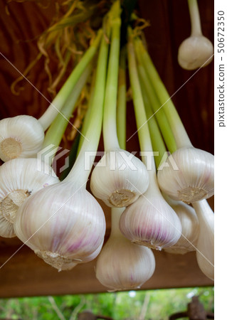 Dry storage of garlic Dry storage of garlic 50672350
