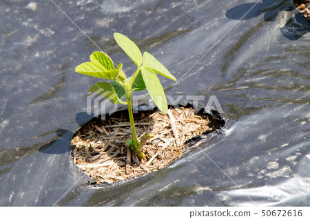 Cultivation of black beans 50672616