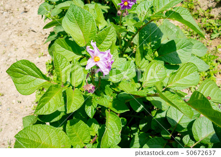 Cultivation of potatoes 50672637