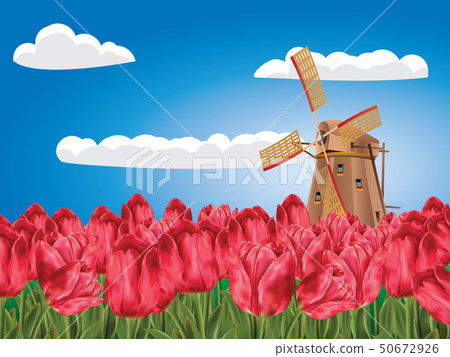 Windmill and Tulips 50672926