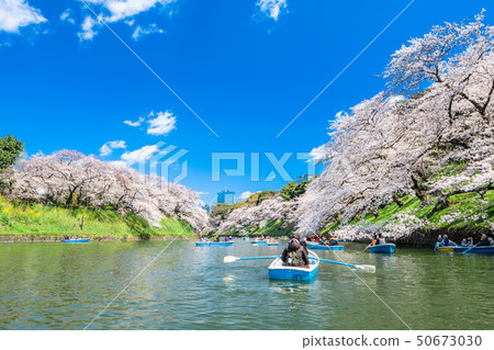 櫻花在東京Chidorigafuchi 50673030