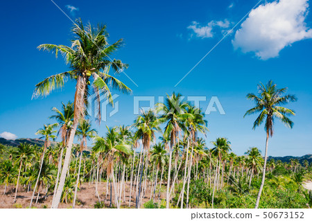 A forest of palm trees 50673152