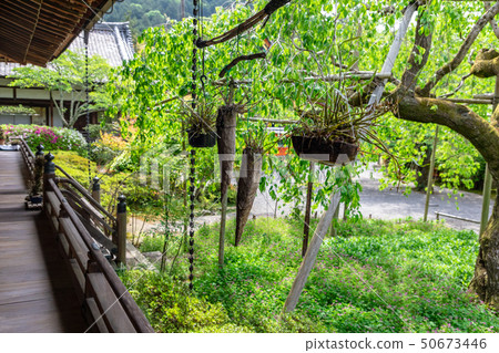 寺廟大廳的花園 50673446