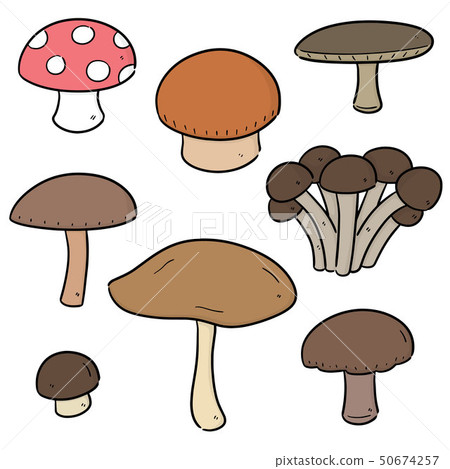 vector set of mushrooms vector set of mushrooms 50674257