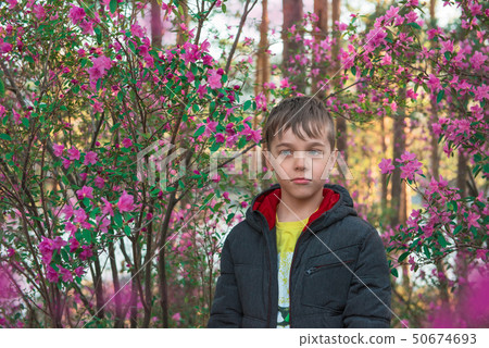 Blooming maralnik rhododendron in Altai mountains 50674693