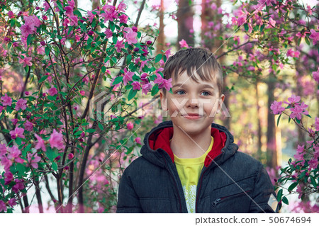 Blooming maralnik rhododendron in Altai mountains 50674694