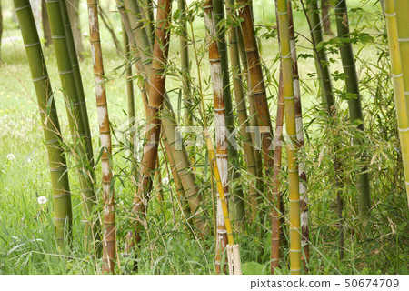 Landscape Plant Photography Bamboo Forest Bamboo Bamboo Postcard Wallpaper Bamboo field in the meadow Bamboo fence Small bird bed Bamboo autumn Green wind 50674709