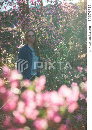 Blooming maralnik rhododendron in Altai mountains 50674711