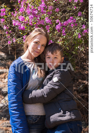 Blooming maralnik rhododendron in Altai mountains 50674714