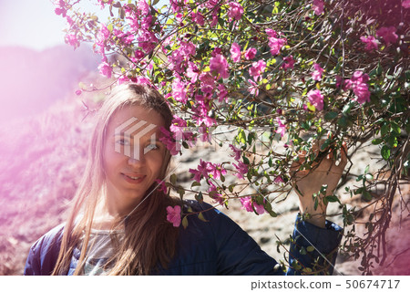 Blooming maralnik rhododendron in Altai mountains 50674717